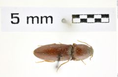 Foto (Dorsalansicht) von Brownia conjungens (LeConte, 1853) (NHMW-ZOO-COL-0008324)